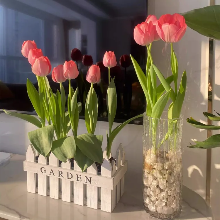 郁金香种球懒人水培成活春天原生耐寒四季种植郁金香春节盆栽花卉