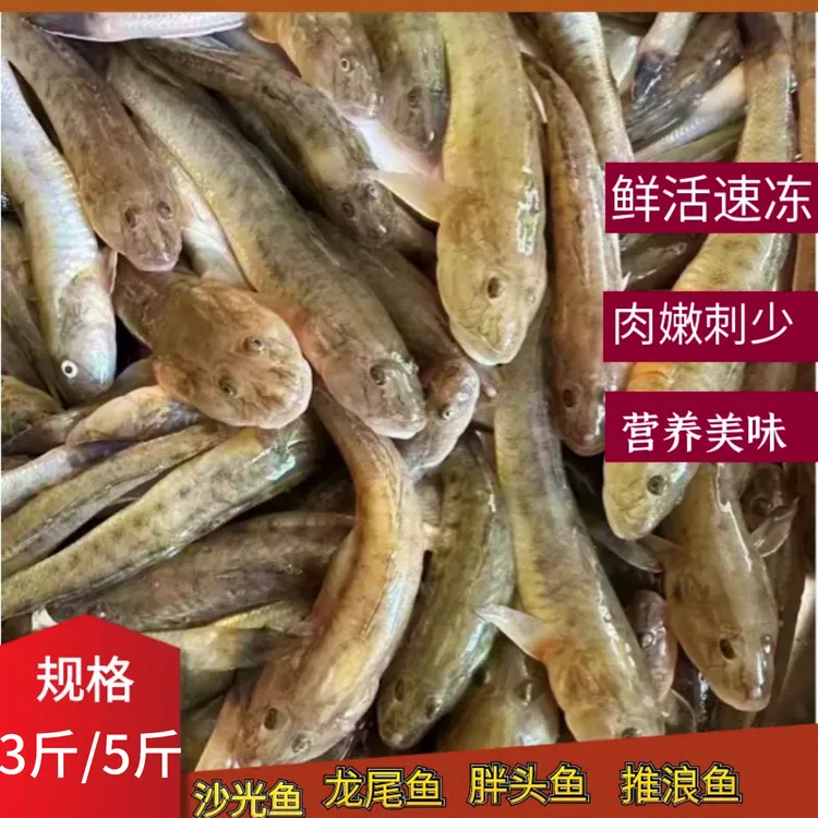 新鲜海捕沙光鱼胖头鱼龙尾鱼一斤15-20条左右顺丰冷链发货连云港
