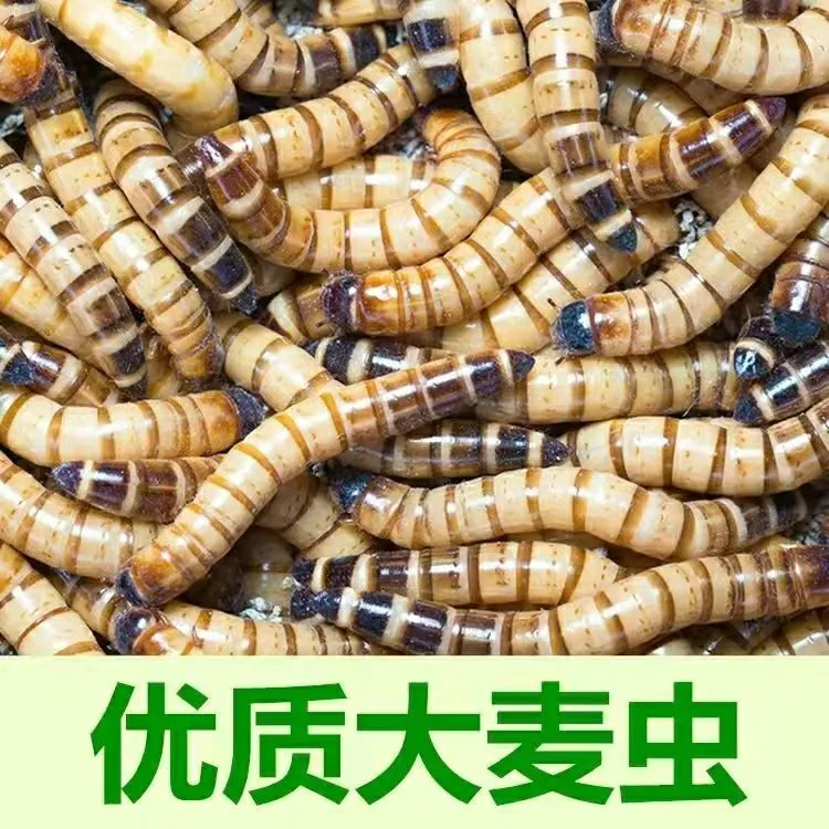 大麦虫活体面包虫金龙鱼银龙鱼料乌龟粮食爬宠物饲料守宫