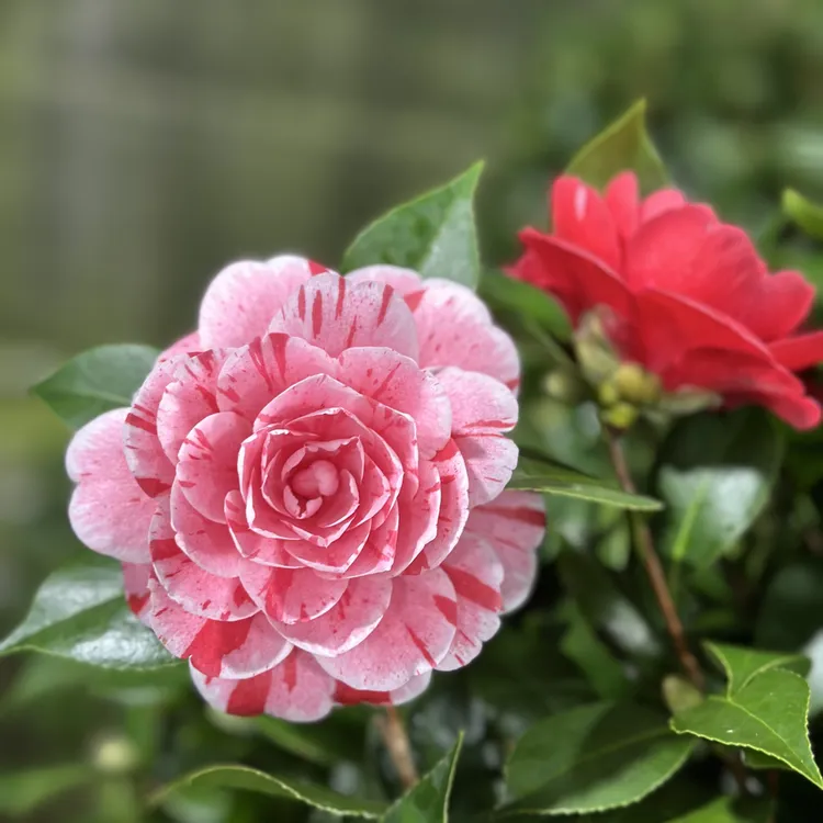 五色赤丹（至少2种花色）盲盒挑大发货！包对版！带苞发货！介意勿拍