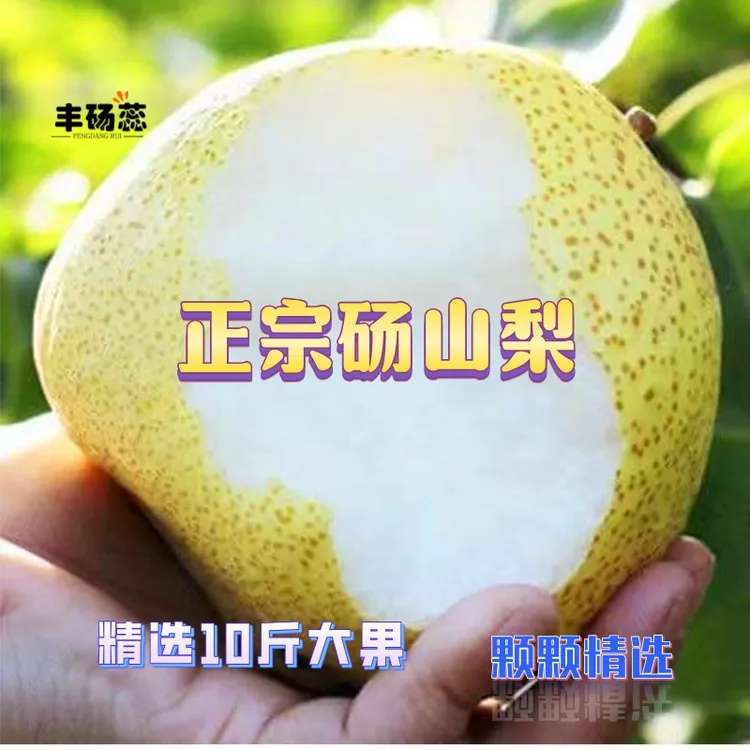 正宗砀山酥梨新鲜现摘现发应季水果皮薄酥脆多汁香甜脆甜爆汁口感