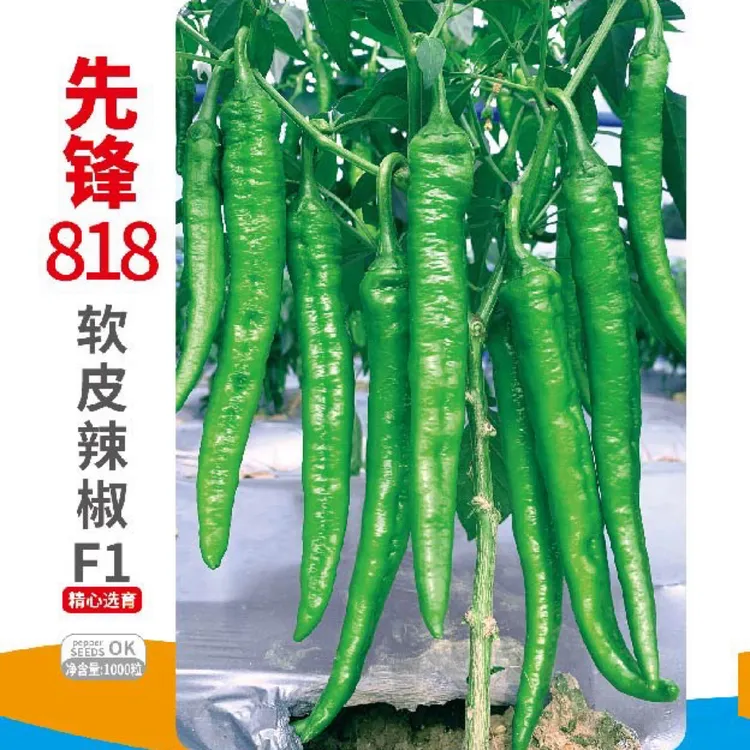 先锋818早熟软皮椒种子