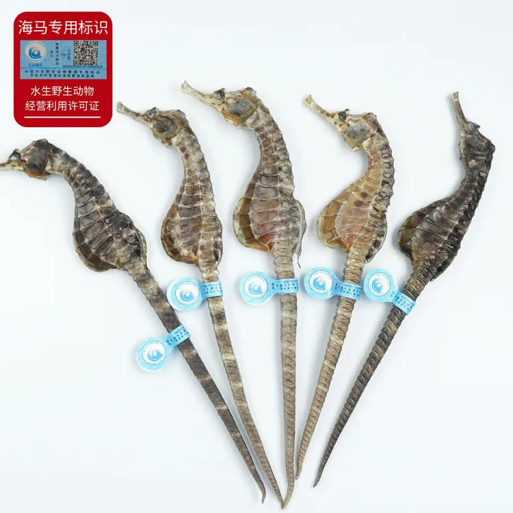 海马干货生晒正品海生海长带溯源码（冷冻保存）