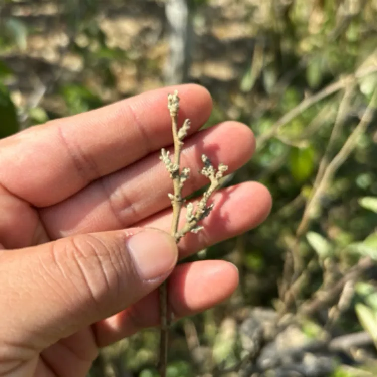 豪猪箐：云南纯甜羊奶果树苗2年以上苗北方吾拍种不活