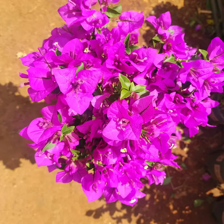 【高60-70粗2厘米】三角梅棒棒糖云南紫开花绿植独杆粗苗带花苞带花