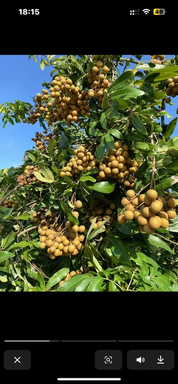 广西石硖龙眼新鲜现摘清甜多汁肉厚饱满当季水果