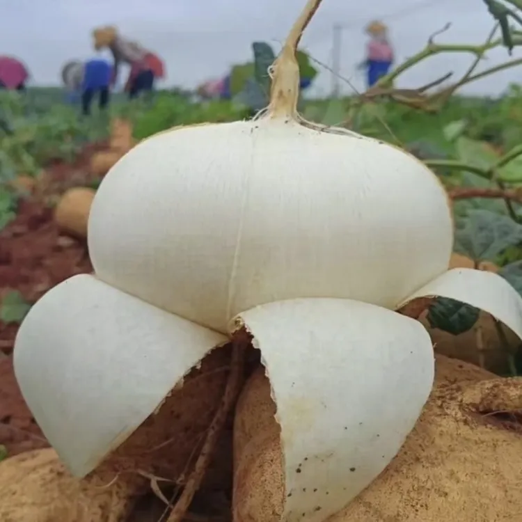 新鲜凉薯地瓜白瓜土瓜山地沙葛生态地雪梨地萝卜牛奶地瓜顺丰发货