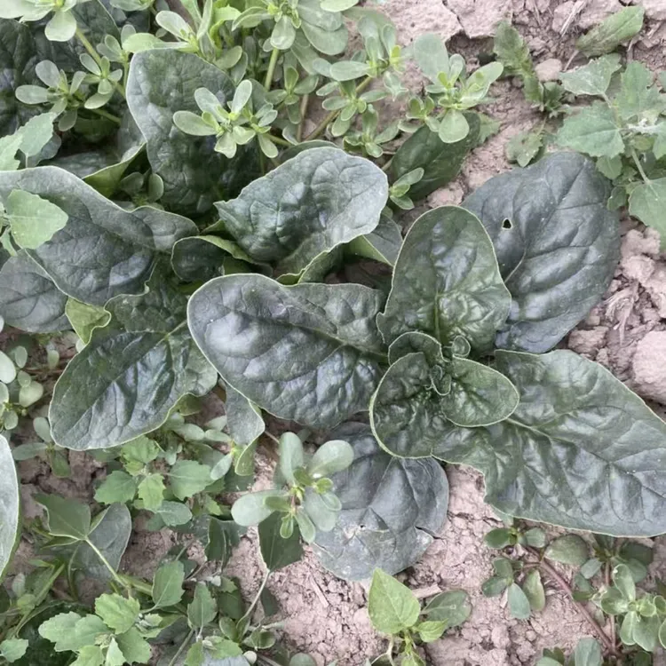 河南老家自种现挖现发新鲜大叶趴地菠菜