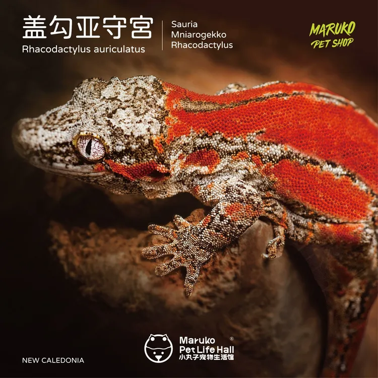 【小丸子爬宠】盖勾亚守宫新手入门萌宠新奇宠物巨人守宫懒人宠物