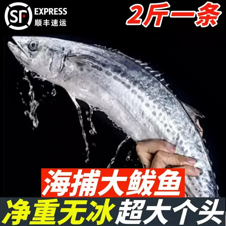 【国庆大促】鲅鱼新鲜冷冻海捕大鲅鱼整条冷链包邮可做鲅鱼馅水饺