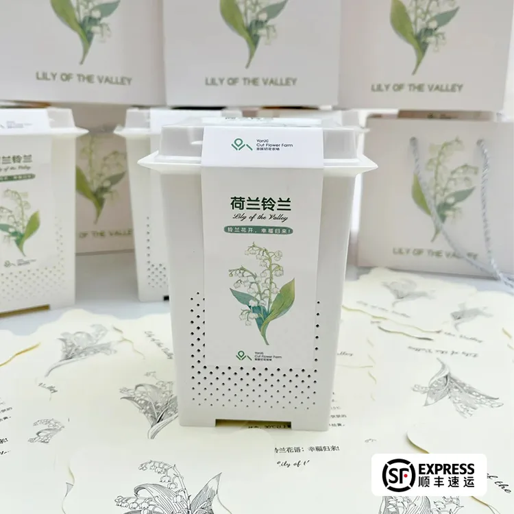 花信铃兰套装520生日节日送礼好物一盆三芽进口铃兰种花得花套装商品图