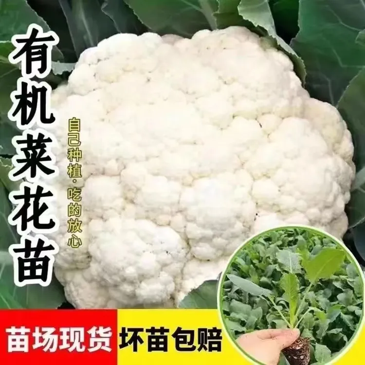 四季耐寒花菜秧苗基地直发白散花青梗花菜苗子庭院阳台必备