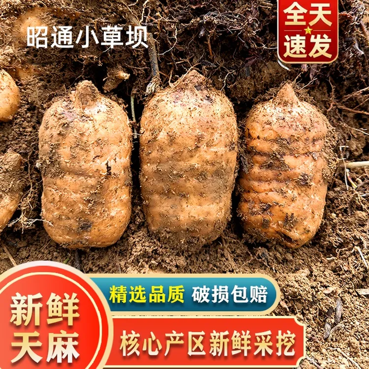 【星星家的天麻】正宗云南昭通小草坝天麻滋补养生新鲜天麻包邮