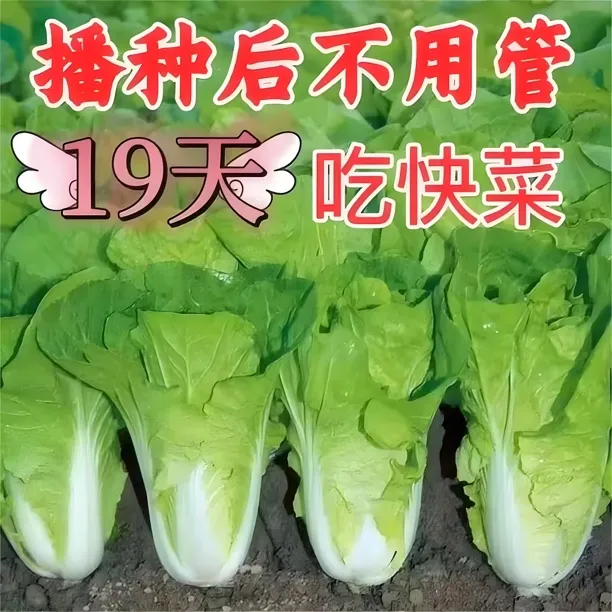 快菜奶油种子20天成熟耐热耐高温四季速生高产小白菜种子蔬菜种子