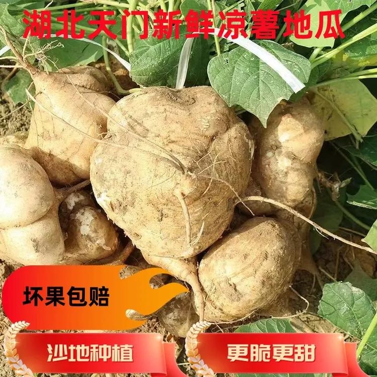 【净重3斤】湖北天门地瓜凉薯沙葛地萝卜现挖新鲜蔬菜应季地萝卜