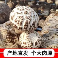 随州特产椴木大花菇肉厚味美新鲜干货菌类可煲汤