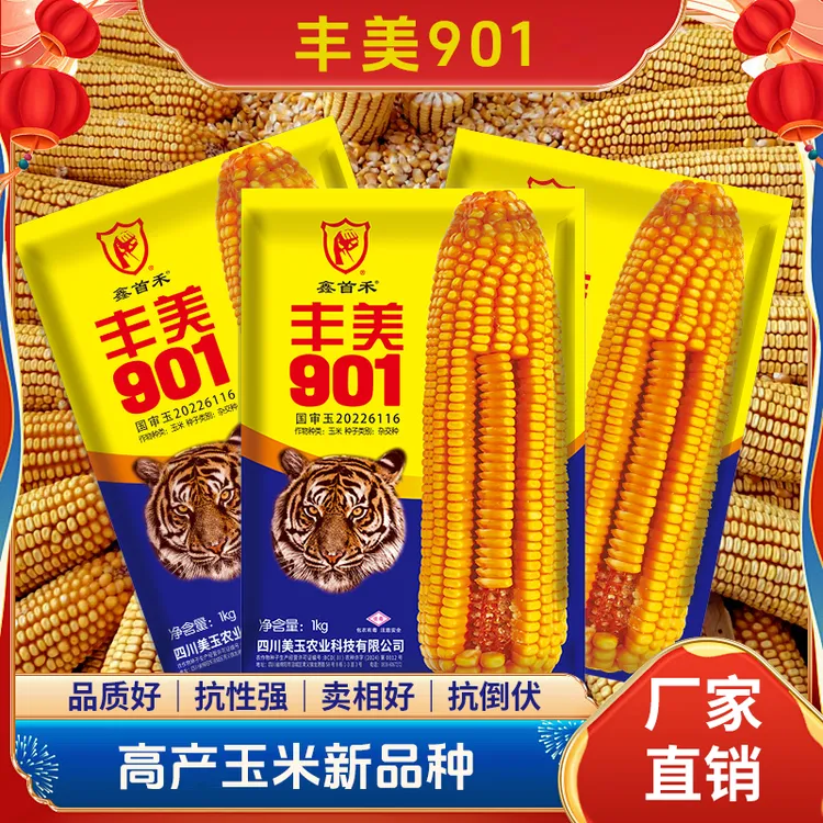 丰美901 矮杆大棒 双胞品种 “双枪老太婆”