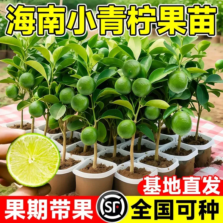 小青柠树苗海南青桔香水柠檬苗金桔盆栽室内客厅阳台果树果苗四季