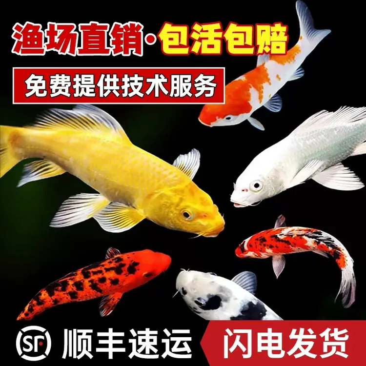 顺丰锦鲤鱼活鱼冷水淡水鱼苗观赏鱼金鱼小型好养耐活纯种红白三色