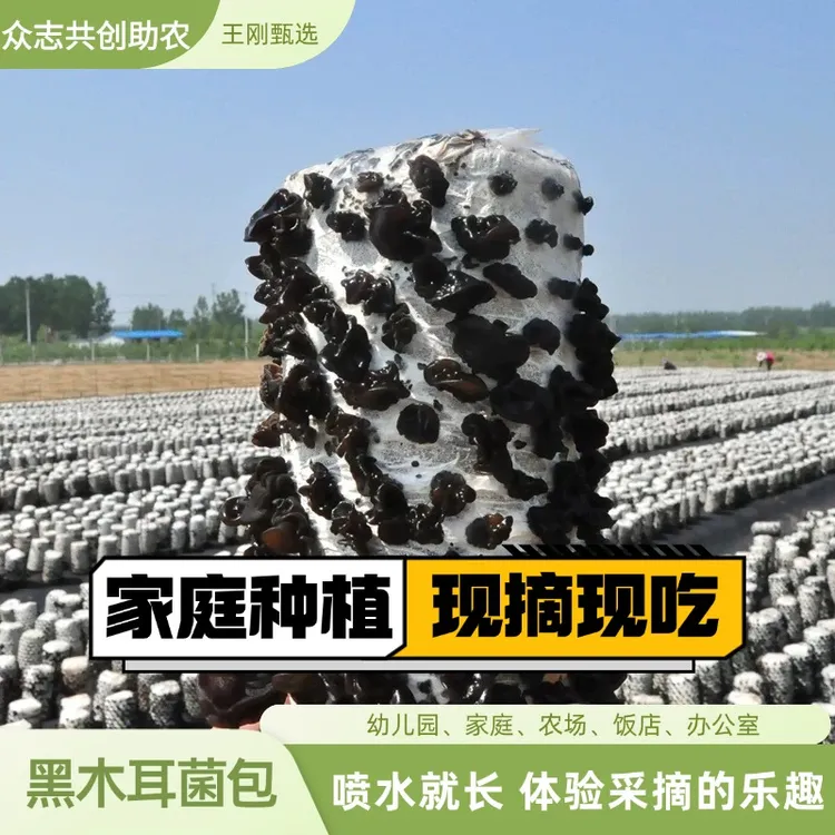 黑木耳菌包 椴木木耳菌包 易养活 浇水成活木耳包 高产