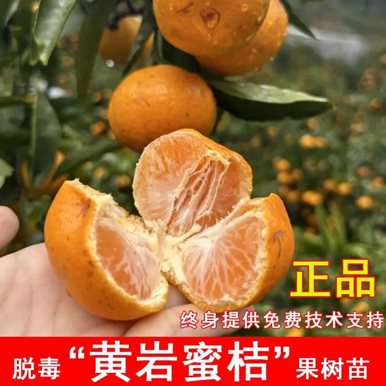 黄岩蜜桔苗嫁接无籽桔子树苗特大蜜橘果树果苗盆栽南北方当年结果