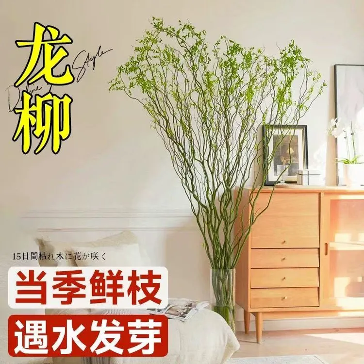 【客厅落地绿植高档绿植盆栽】龙柳鲜枝水培植物室内好养活绿植花卉