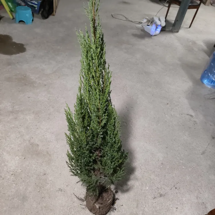 塔柏树苗扁柏松柏侧柏树苗圆柏松树宝塔松龙柏苗四季青工程绿化苗
