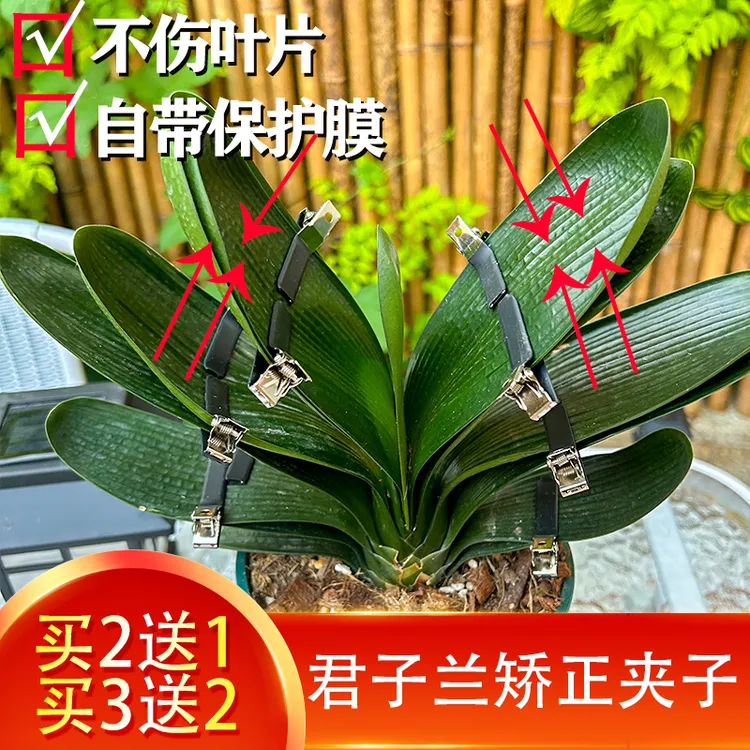 1君子兰蝴蝶兰朱顶红矫正叶片器夹固定型矫正线叶子定型夹子支架商品图