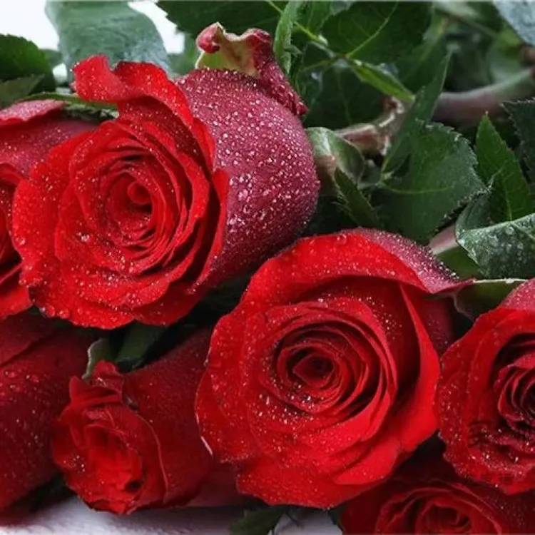 红玫瑰 高原红40枝 云南昆明基地鲜花室内办公家居插花鲜切花水养