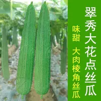 【满五包包邮】广东特长棱角丝瓜种子皮薄子皮八棱丝瓜八角蔬菜