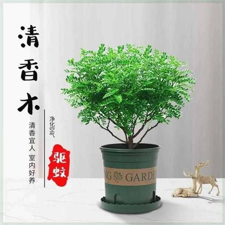 精1驱蚊驱虫清香木正宗胡椒木盆栽绿植好养花卉净化空气