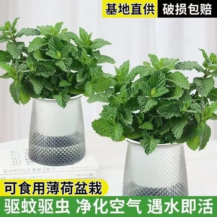 提神薄荷盆栽四季常青好养易活阳台驱蚊净化空气绿植