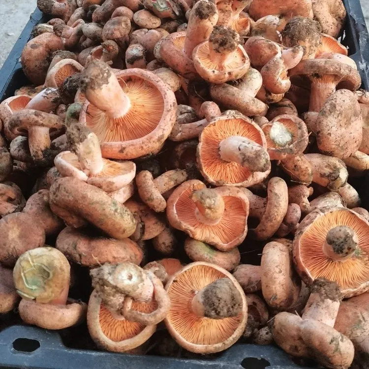 四川高原新鲜黄枞菌松树菌谷熟菌三九菇煲汤佳品顺丰空运包邮