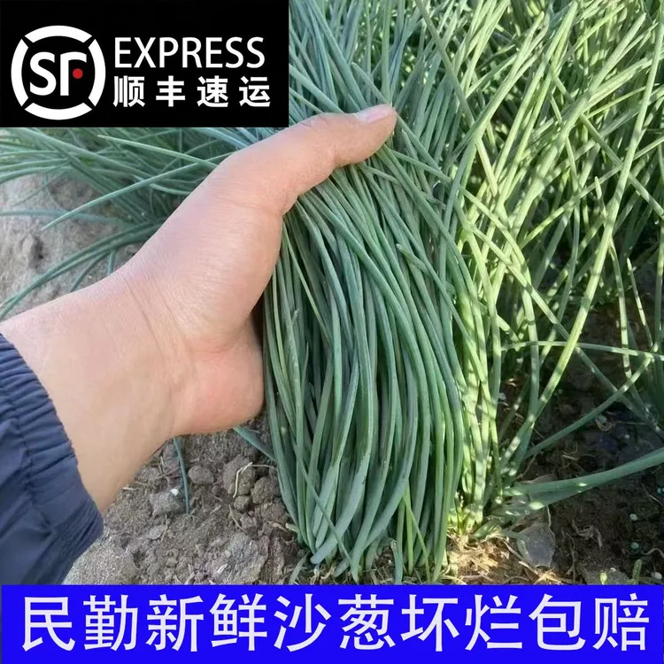 【顺丰包邮】现采甘肃民勤特产农家蔬菜凉拌炒鸡蛋新鲜沙葱沙葱新鲜