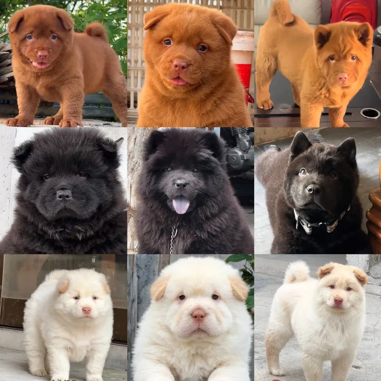老蛇犬舍活体纯血统五红五黑犬