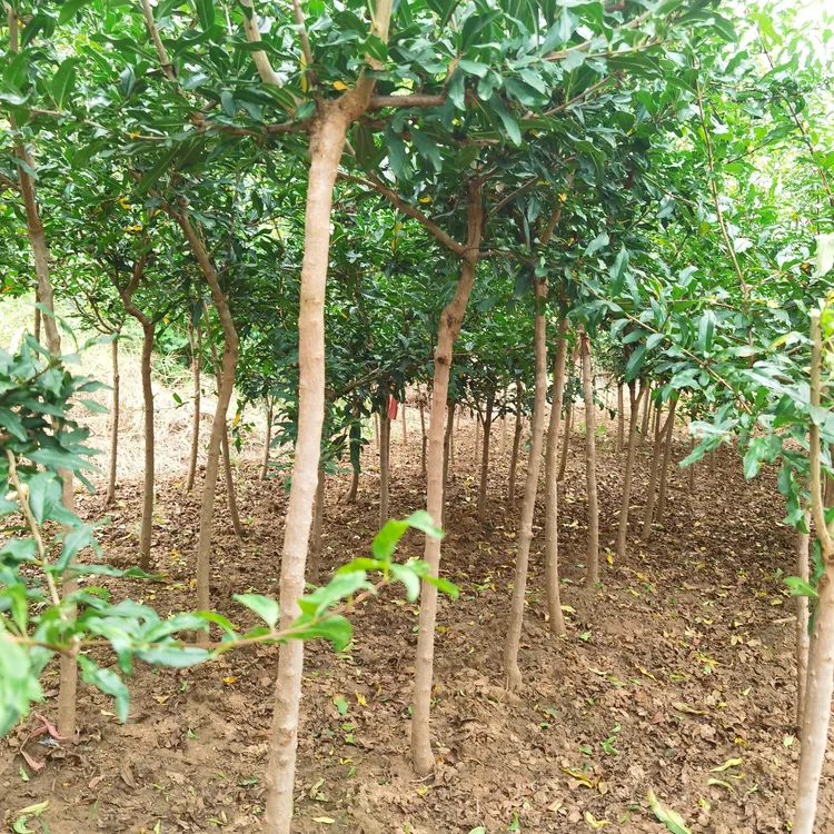 高杆秋艳石榴苗木