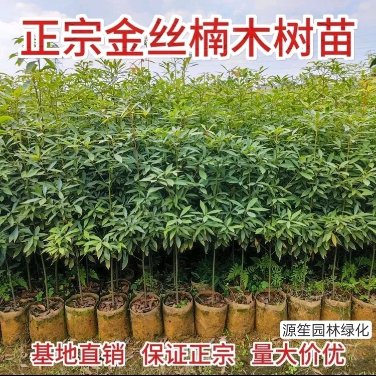 万年青金丝楠木树苗盆栽庭院绿植名贵苗木带土带叶小叶桢楠正宗