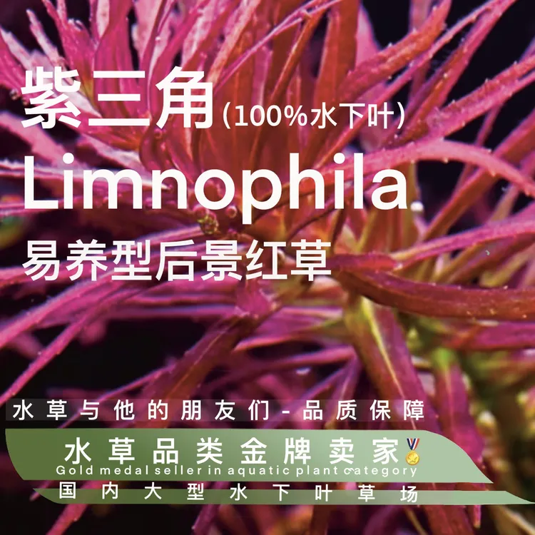 紫百叶紫三角中后景水下叶水草淡水鱼缸造景植物增氧易养