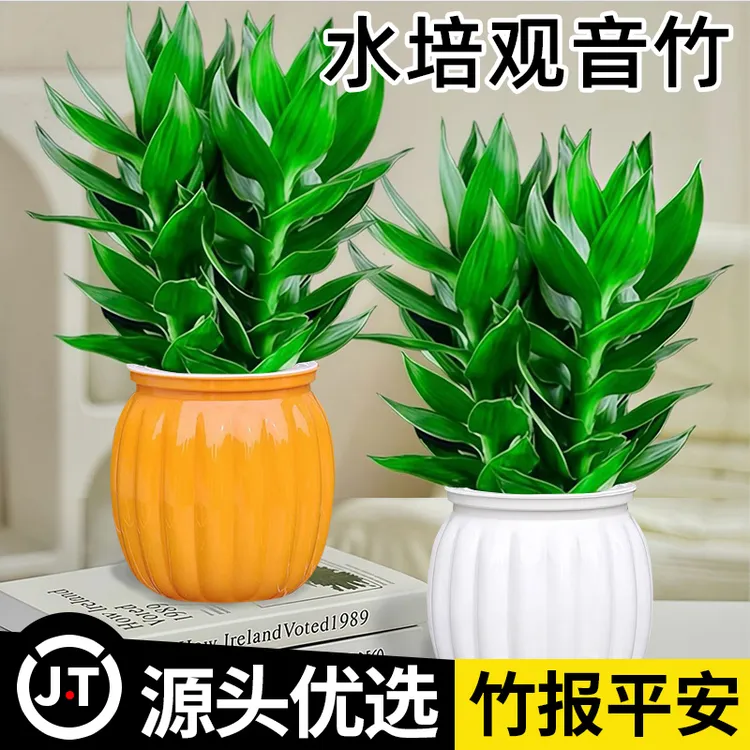观音竹富贵竹植物花卉办公室内客厅吸甲醛绿植盆栽室内