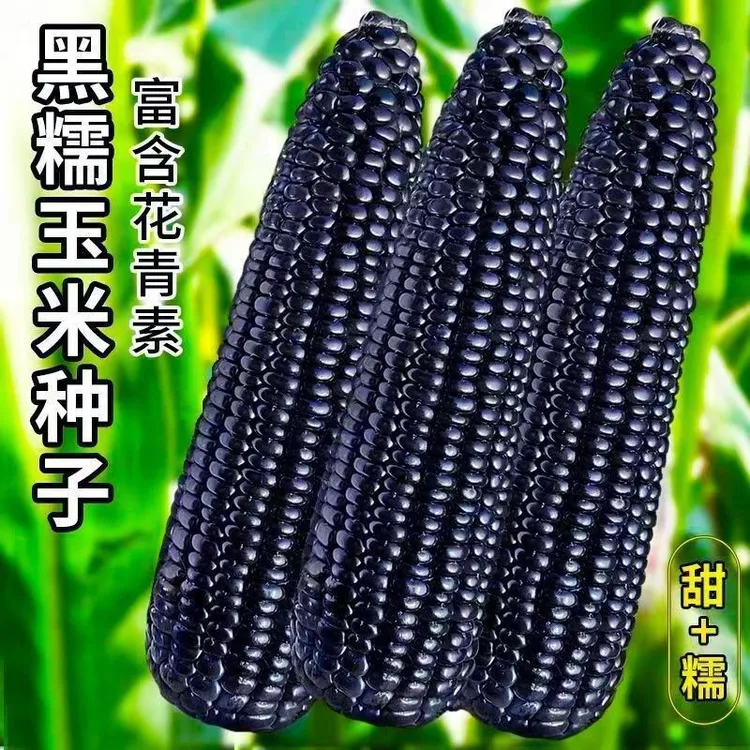 黑糯玉米种子黑糯玉米黑糯苞谷种子非转基因玉米种子早熟家庭蔬菜