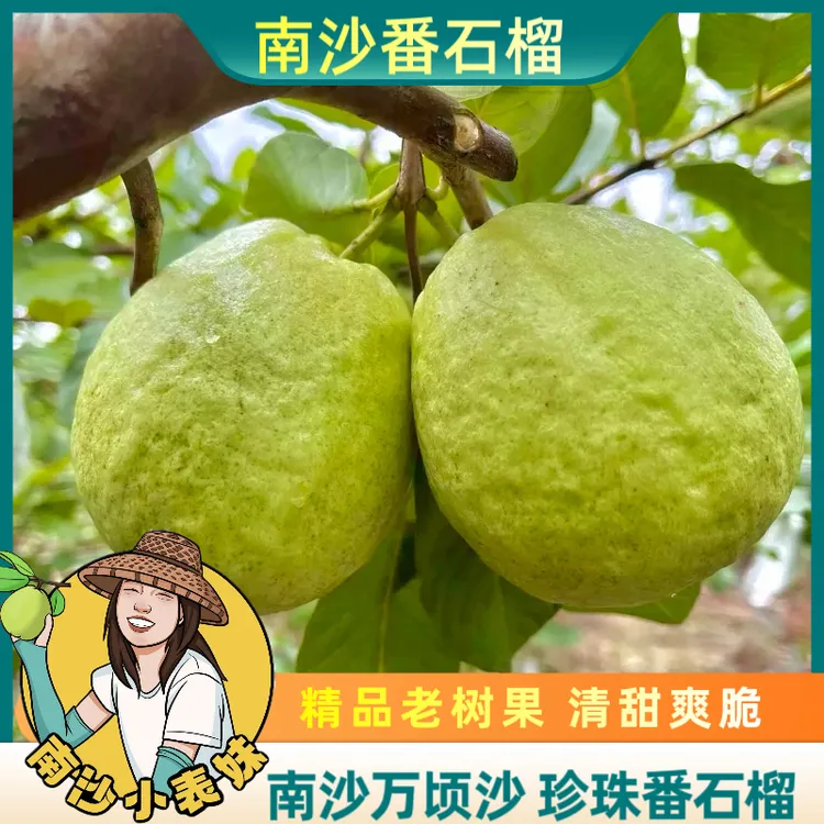 南沙万顷沙珍珠番石榴芭乐爽脆清甜多汁低糖果园现摘直发包邮 