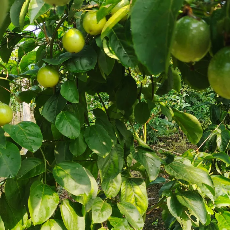 新鲜现摘百香果钦蜜9号当季水果爆甜包邮