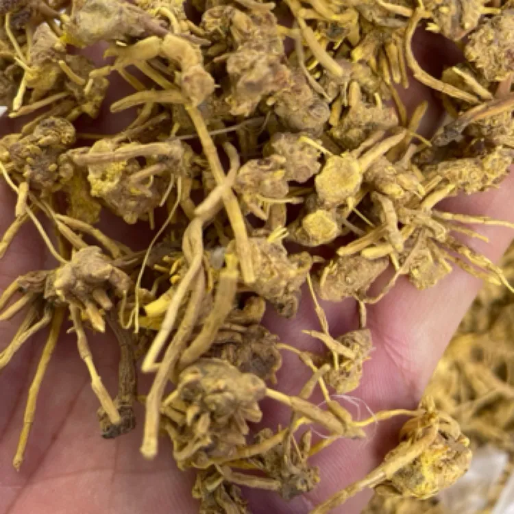 精选高山海拔珍藏。金龙须非香菇