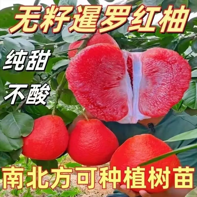 大红灯笼暹罗红柚树苗带土发货南北方皆可种植包邮