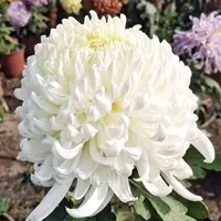 【白万圣】大花富贵菊九月菊花苗盆栽适合室内外庭院阳台种植