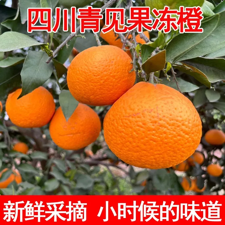 【无科技狠货】四川青见果冻橙8甜2酸水分爆足不干水坏果包赔