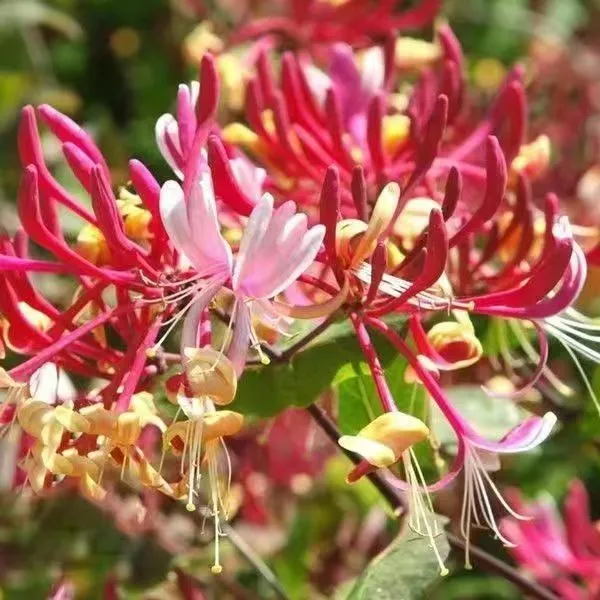 四季红色金银花盆栽地栽庭院阳台南北方种植抗旱耐寒