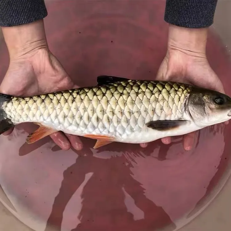 优质黄娟鱼军鱼倒刺鲃鱼观赏鱼溪水鱼鱼塘鱼缸淡水养殖