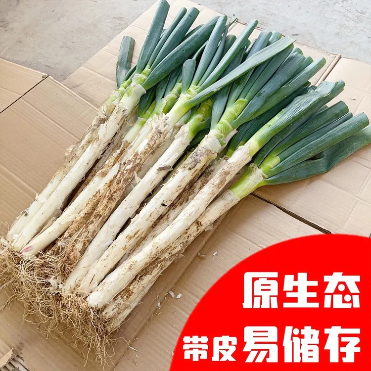 [现挖现发]新鲜大葱正宗山东铁杆苯葱带皮去半叶葱花毛葱包邮