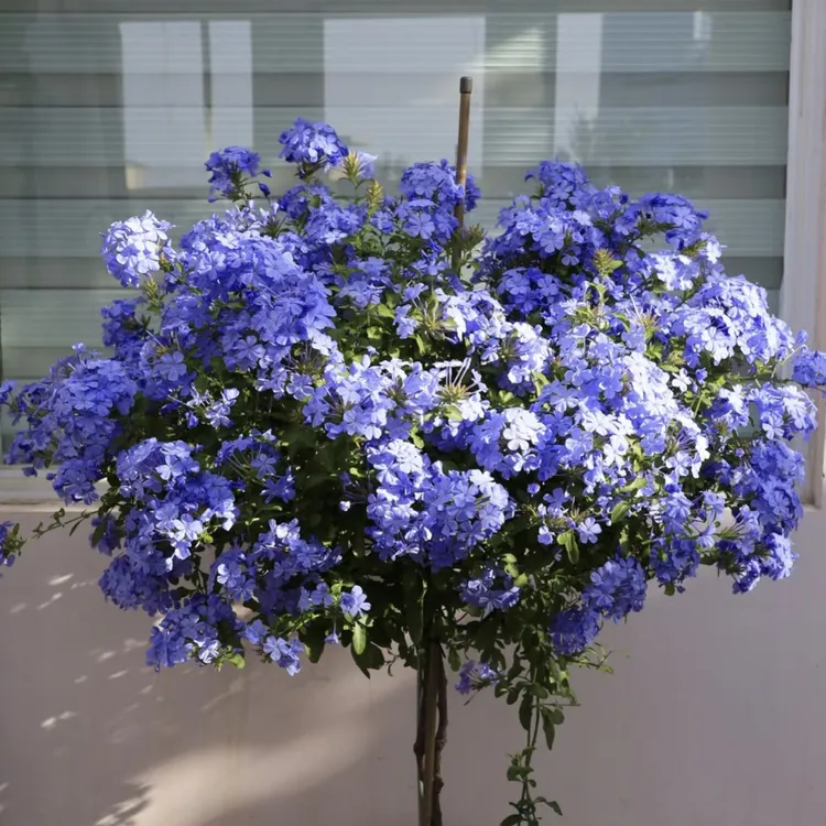 【蓝雪花】盆栽耐热好养易爆花带花和花苞适合阳台庭院种植